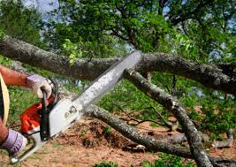 Best Palm Tree Trimming  in Hartland, WI